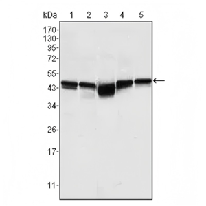 Anti-GSK3 beta抗体[3D10]