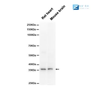 三磷酸腺苷酶家族蛋白2抗体,ATAD2 Rabbit pAb