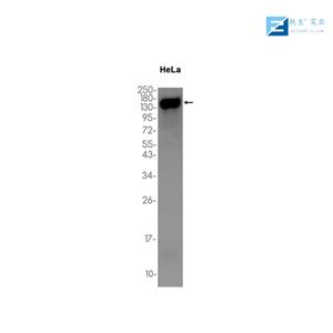 神经上皮细胞转化基因1抗体