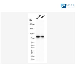 神经生长相关蛋白43单克隆抗体,GAP43 Mouse mAb