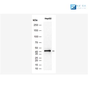 α型-过氧化酶活化增生受体单克隆抗体