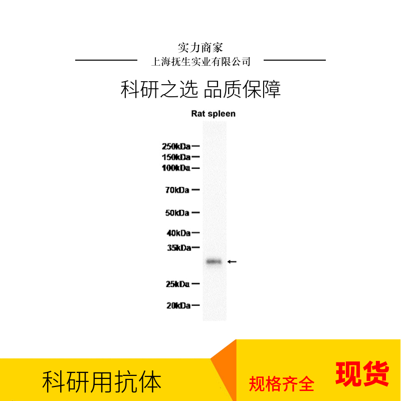 细胞色素P450 8B1抗体,CYP8B1 Rabbit pAb