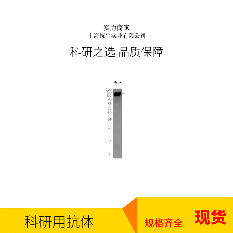 细胞死亡活化蛋白抗体,CIDEC Rabbit pAb