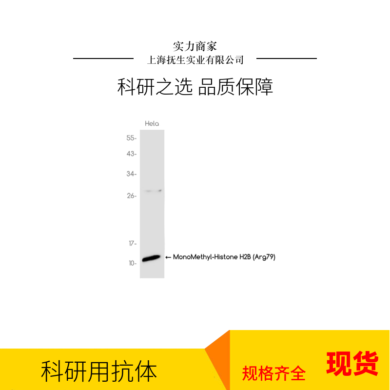 信号通路Wnt3a抗体,Wnt3a Rabbit pAb