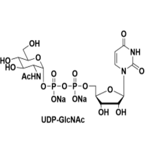 UDP-N-乙酰葡糖胺,UDP-GlcNAc