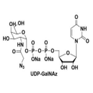 UDP-N-乙酰葡糖胺,UDP-GalNAz