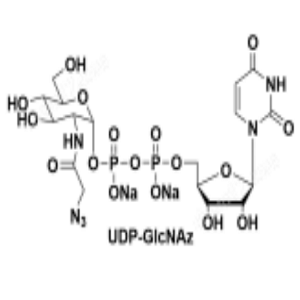 UDP-N-乙酰葡糖胺,UDP-GlcNAz