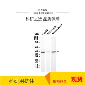 受体活性修饰蛋白1抗体