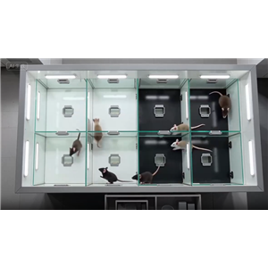 CPP条件位置偏爱系统 CPP条件性位置偏爱视频分析系统,CPP Conditioned Place Preference System