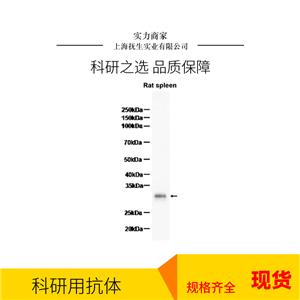 细胞色素P450 8B1抗体
