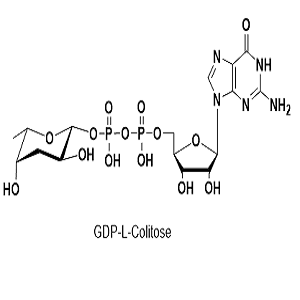 GDP-L-半乳糖苷酸,GDP-L-Colitose