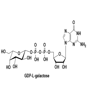 GDP-L-半乳糖,GDP-L-galactose