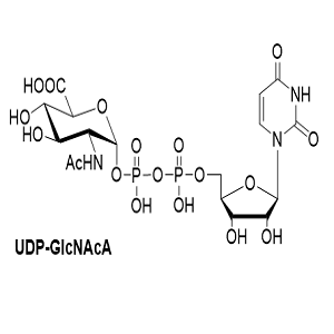 尿苷二磷酸-N-乙酰葡萄糖胺醛酸,UDP-GlcNAcA