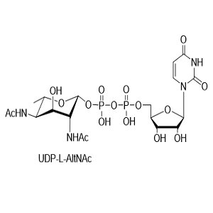 尿苷二磷酸-L-阿洛糖胺,UDP-L-AltNAc