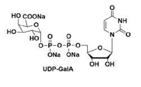 尿苷二磷酸半乳糖醛酸,UDP-GalA