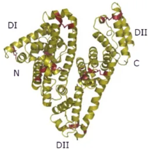 Cy3标记人血清白蛋白,Cy3-HSA