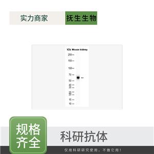 载脂蛋白E4抗体