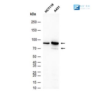 周期素B1抗体,Cyclin B1 Rabbit pAb