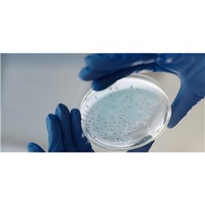 大规模发酵技术服务