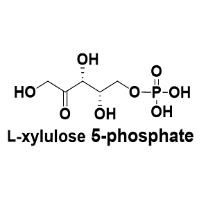 L-木酮糖5-磷酸,L-xylulose 5-phosphate
