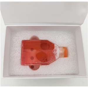 鼠抗疱疹病毒HSV 2型单克隆抗体H