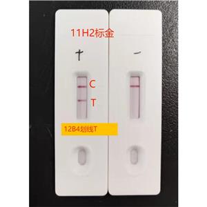 鼠抗疱疹病毒HSV 2型单克隆抗体H