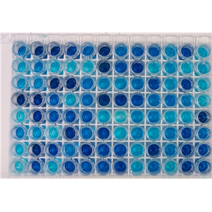 鼠抗四环素单克隆抗体/四环素抗原,Anti-Tetracycline monoclonal antibody