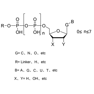 正己胺修饰的脱氧腺苷四磷酸,NH2-Hexyl-dA4P