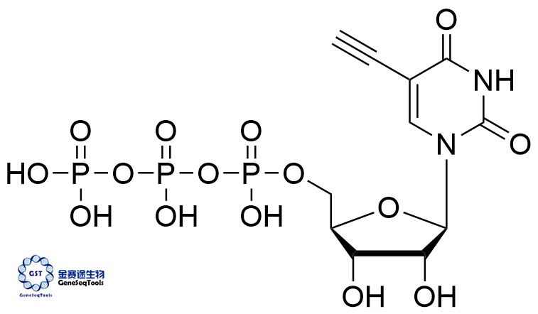 5-Ethynyluridine 5ʹ-(tetrahydrogen triphosphate),5-Ethynyl-UTP