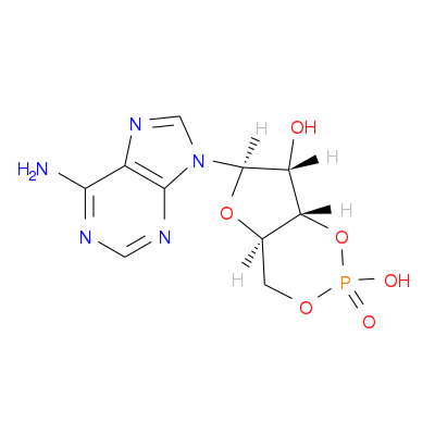 环磷酸腺苷,CAMP