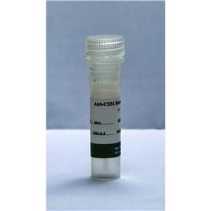 （内皮标志物抗体）Anti-CD31 Rabbit mAb