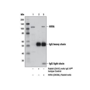 HIRA (D6O8L) 兔单克隆抗体