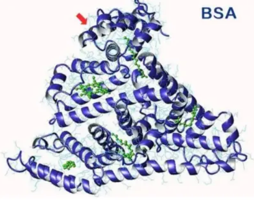 炔基修饰的牛血清白蛋白,BSA-Alkyne