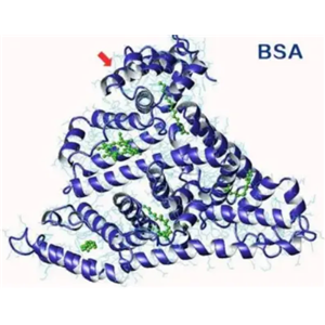 BSA-Alkyne，炔基修饰的牛血清白蛋白