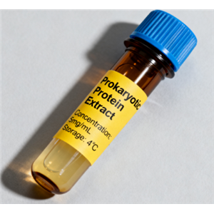 饶合生物素-dsDNA,Biotin-dsDNA