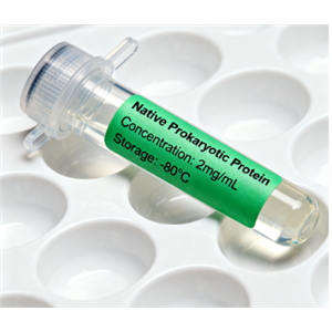 饶合生物素-dsDNA,Biotin-dsDNA