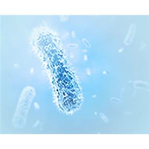 重组蛋白表达服务,Recombinant Protein Expression Service