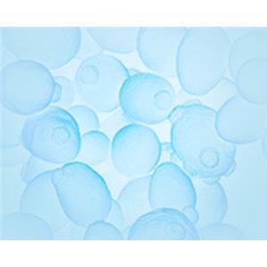 重组蛋白表达服务,Recombinant Protein Expression Service