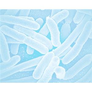 重组蛋白表达服务,Recombinant Protein Expression Service