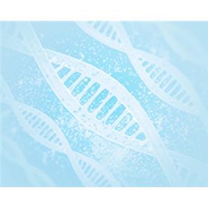 重组蛋白表达服务,Recombinant Protein Expression Service