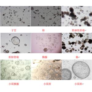 类器官定制服务