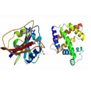 前列腺素E1-牛血清白蛋白偶联物,Prostaglandin E1-BSA Conjugate