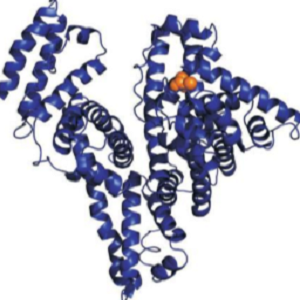 Indometacin-OVA Conjugate，吲哚美辛-鸡卵清白蛋白偶联物
