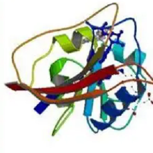 PGE2-BSA，前列腺素E2-牛血清白蛋白偶联物
