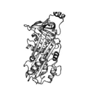Dexamethasone-Ovalbumin Conjugate，地塞米松-鸡卵清白蛋白偶联物