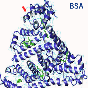 氢化可的松-牛血清白蛋白偶联物,Hydrocortisone-BSA Conjugate