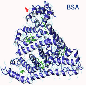 雌二醇-牛血清白蛋白偶联物,Estradiol-BSA Conjugate