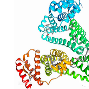 维生素B6-鸡卵清白蛋白偶联物,Vitamin B6-OVA Conjugate