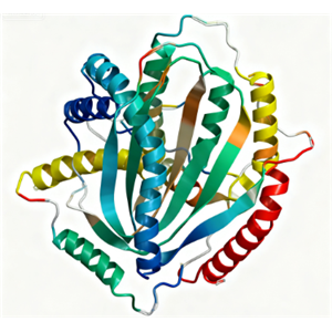 小鼠 CD45 / PTPRC 蛋白