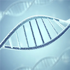 种属鉴定 普诺赛细胞种属鉴定服务